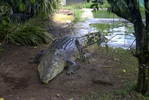 Crocodylus, Darwin