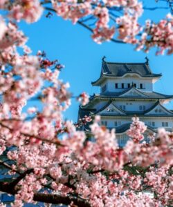 Castello di Hirosaki fioritura