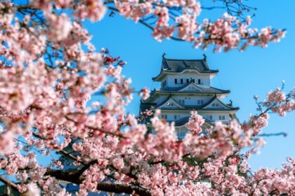 Castello di Hirosaki fioritura